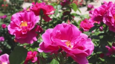 Çalı gülü yarı çift parlak pembe çiçekler, sarı gözler ve parlak yapraklar rüzgarda sallanıyor güneşli bahçede. 