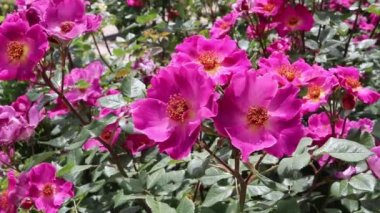 Bahçe bahçesinde koyu renk gözlü, çalı çiçekleri. Çiçek açan bol miktarda küme..