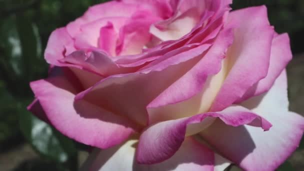 Bleke Roze Roos Bloem Closeup Zonnige Zomertuin — Stockvideo