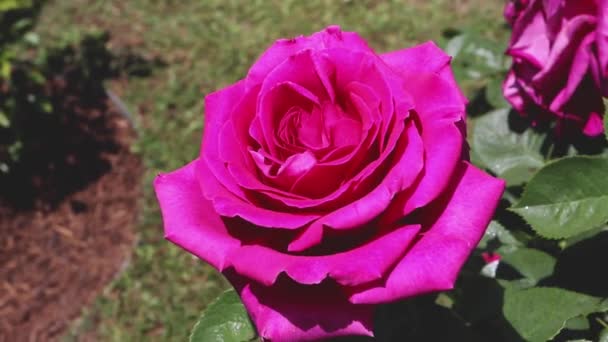 Υβριδικό Τσάι Ματζέντα Τριαντάφυλλο Λουλούδι Closeup Στον Ηλιόλουστο Κήπο Του — Αρχείο Βίντεο