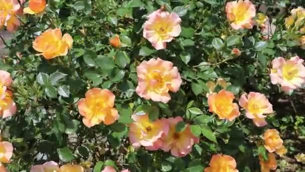 Jasně Žlutá Oranžová Horolezectví Růžové Květy Slunné Zahradě Kymácející Větru — Stock video