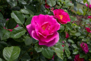 MADRID, SPAIN - 12 Mayıs 2022: Delcaros Floribunda, Gül Bahçesi Ramon Ortiz, Rosaleda del Parque Oeste, Madrid, İspanya.
