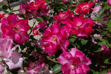 MADRID, SPAIN - 12 Mayıs 2022: Priscilla Burton Floribunda Rose Garden Ramon Ortiz, Rosaleda del Parque Oeste, Madrid, İspanya.