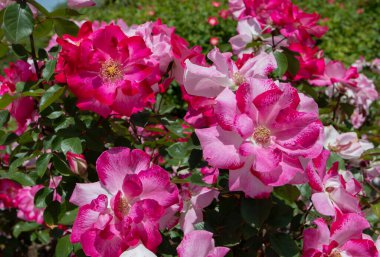 MADRID, SPAIN - 12 Mayıs 2022: Priscilla Burton Floribunda, gül bahçesi Ramon Ortiz, Rosaleda del Parque Oeste, Madrid, İspanya.