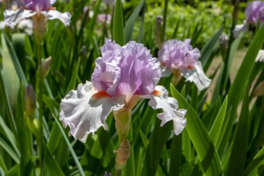 Sakallı iris tarlası çiçekleri leylak standartları, açık leylak renginde düşüşler ve mercan sakalı..