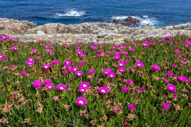 Buz bitkisi veya carpobrotus edulis veya sıcak tentot-incir veya ekşi incir ya da otoban buz fabrikası Baharda deniz kıyısında parlak pembe çiçeklerle