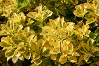 Euonymus japonicus Ovatus Aureus veya Japon Spindle Bush 'un altın sarısı ve yeşil yapraklı renkli çalısı.