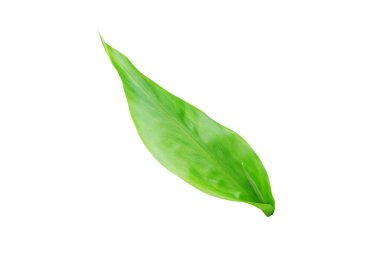 Zencefil ya da zencefil kökü ya da zingiber ofis bitkisi. Beyaz yapraklı taze yaprak.  