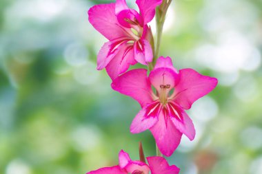 Gladiolus komünü ya da doğu gladiolusu ya da bulanık yeşil bokeh arka planda parlak pembe renkli sıradan mısır bayrağı.