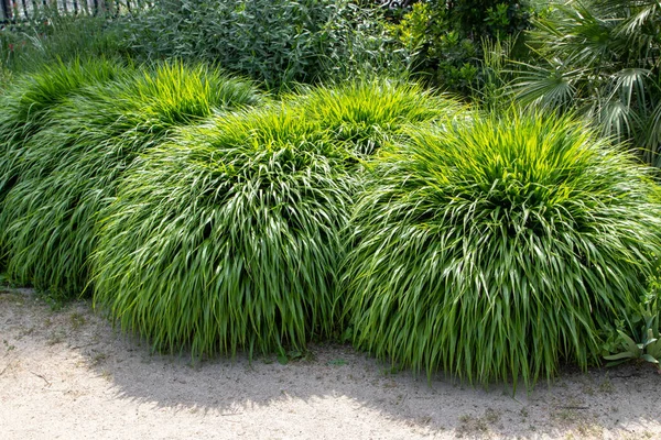 Japon orman otları ya da hakonechloa macra ya da hakone çimeni bambu benzeri süs bitkisi gibi. Şelaleli bahçede çağlayan yemyeşil yapraklar.