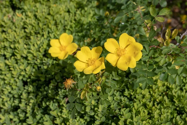 Austrian Briar Persian Yellow Rose Rosa Foetida Branch Bright Flower — Stock Photo, Image