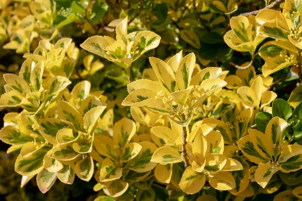 Euonymus Japonicus Ovatus Aureus Ιαπωνικός Θάμνος Χρυσοκίτρινο Και Πράσινο Ποικιλόμορφο — Φωτογραφία Αρχείου