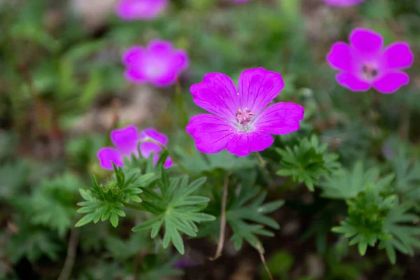 Geranio Rosa Brillante Flores Hojas Cranesbill Primer Plano —  Fotos de Stock