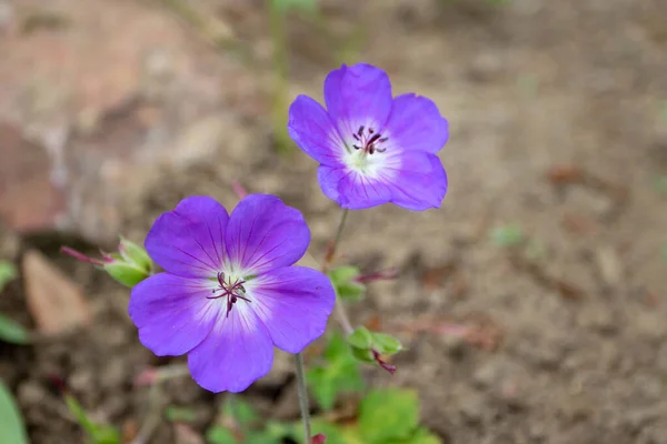 Lila Geranien Oder Kranichschnabel Blüten Nahaufnahme Auf Dem Verschwommenen Hintergrund — Stockfoto