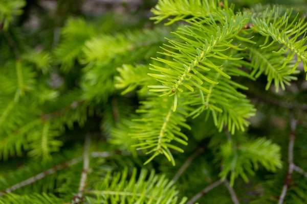 Bright Green Coniferous Tree Branch Growth Blurred Spring Forest Background — Stock Photo, Image