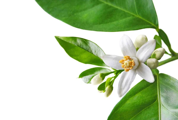 Orange Blossom Branch White Flowers Buds Leaves Closeup Isolated White — Stock Photo, Image