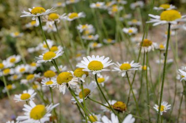 Parlak sarı merkezli beyaz papatya çiçekleri. Yazın papatya çayırı. Leucanthemum vulgare bitkisi..