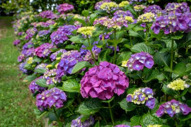 Mor hortensiya çiçekli çalılar bahçedeki çit çerçeve yolu. Luarca, Asturias, İspanya 'da ortanca macrophylla çiçekleri.