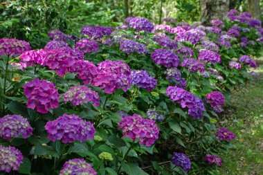 Koyu mor hortensiya çiçekli çalılar gölgeli bahçede. Luarca, Asturias, İspanya 'da ortanca macrophylla çiçekleri.