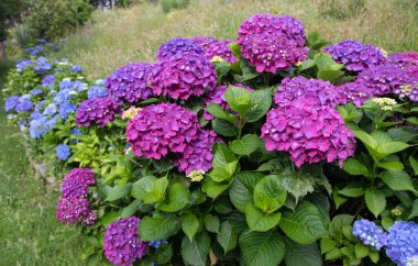 Mavi ve mor hortensiya çiçekli çalılar taşın üzerinde çalı bahçedeki duvar çerçeveli çim yolu. Luarca, Asturias, İspanya 'da ortanca macrophylla çiçekleri.