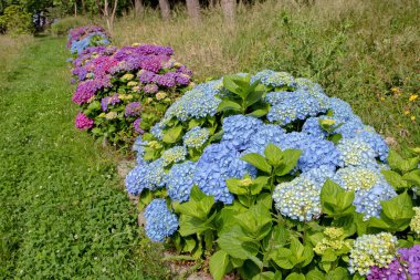 Mavi ve mor hortensiya çiçek açan çalılar güneşli bahçede çit çerçeveleme yolu. Luarca, Asturias, İspanya 'da ortanca macrophylla çiçekleri.