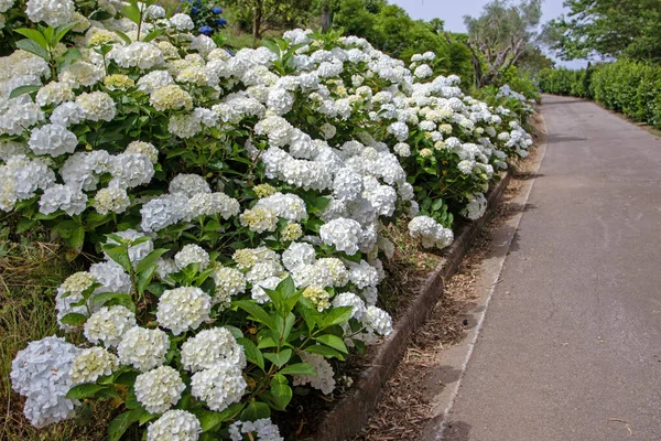 White Hortensia Flowering Shrubs Path Frame Park Hydrangea Macrophylla Flowering — Stock Photo, Image