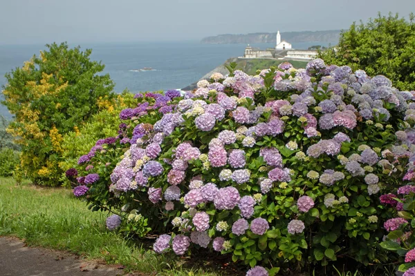 Pink and purple hydrangea macrophylla flowering shrubs on the blurred background. Hortensia flowering plants in Luarca,Asturias,Spain.