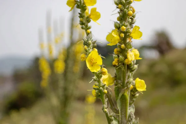 Verbascum Thapsus Flores Brotes Comunes Color Amarillo Salmonete Planta Medicinal —  Fotos de Stock