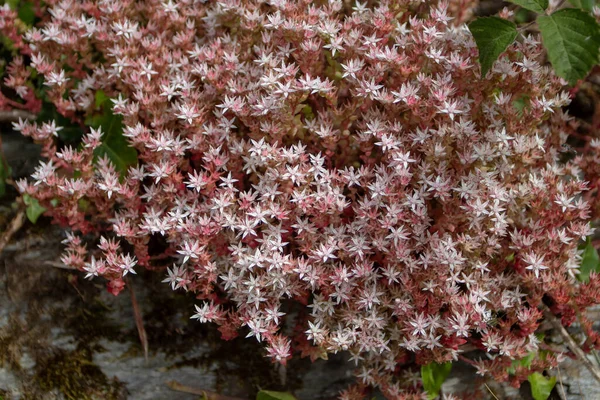 Sedum Anglicum English Stonecrop Crassulaceae Plant Covered Star White Pink — Stock Photo, Image