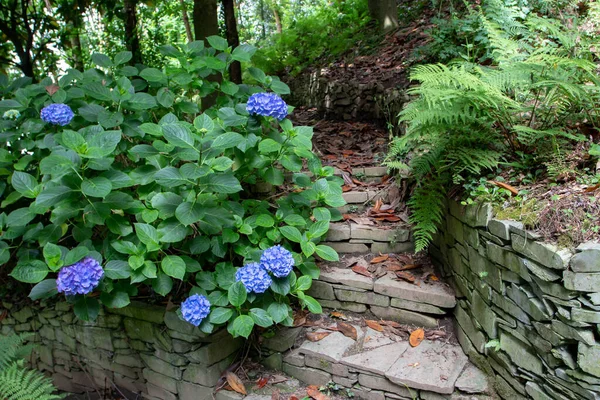 Kamienne Schody Zacienionym Ogrodzie Otoczonym Paprociami Niebieskimi Roślinami Hortensji Krzew — Zdjęcie stockowe