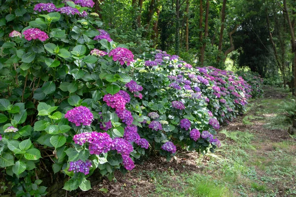 在阴凉的花园里 紫色的荷花丛生的灌木筑起了草坪小径 西班牙阿斯图里亚斯Luarca的Hydrangea开花植物 — 图库照片