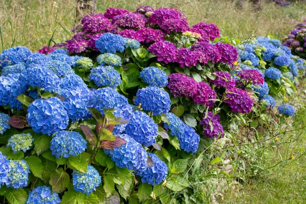 Mavi ve mor hortensiya çiçekli çalılar bahçede. Luarca, Asturias, İspanya 'da ortanca macrophylla çiçekleri.