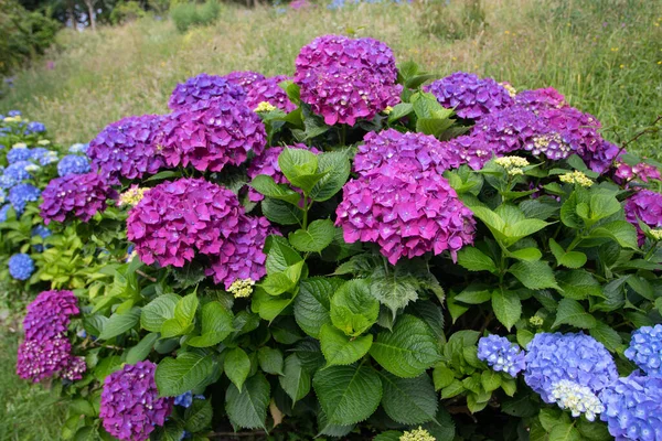 Lila Hortensien Macrophylla Blüten Auf Dem Unscharfen Hintergrund Hortensienblütenpflanze — Stockfoto