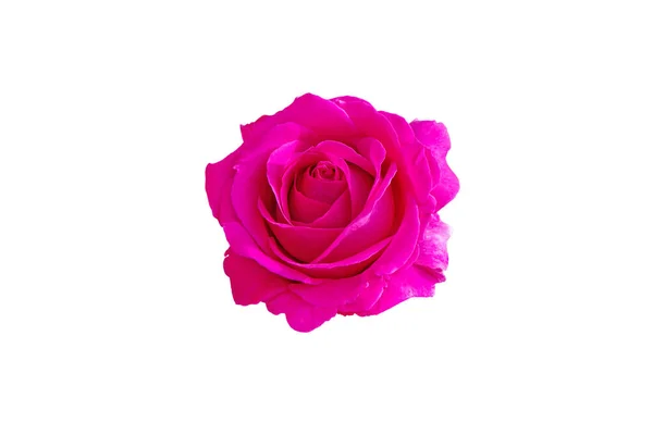 Thé Hybride Magenta Brillant Fleur Rose Isolé Sur Blanc — Photo