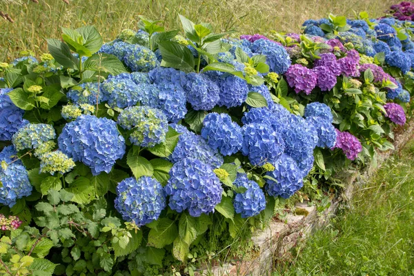 Blue and purple hortensia flowering shrubs hedge on the stone retaining wall framing lawn path in the garden. Hydrangea macrophylla flowering plants in Luarca,Asturias,Spain.