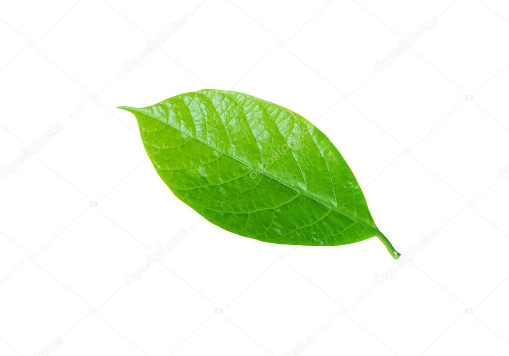 Avocado or Persea americana tree leaf closeup isolated on white. Bright green foliage.