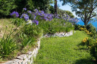 Ağapanthus ya da Nil zambağı ya da Afrika zambağı taşın üzerindeki mavi ve beyaz çiçekleri.