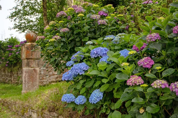 Niebieski Fioletowy Hortensji Makrofilnych Roślin Starym Ogrodzie Zabytkowym Rzeźbione Kamień — Zdjęcie stockowe