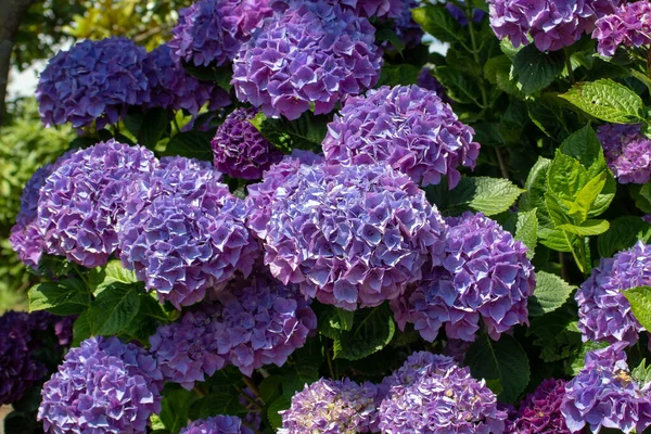 Фиолетовый Гортензии Макрофилла Цветок Головы Крупным Планом Цветущее Растение Гортензии — стоковое фото