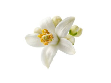 Orange blossom single white flower and buds isolated on white. Neroli citrus bloom.