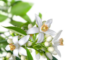 Orange blossom branch with flowers, buds and leaves in the corner isolated on white. Neroli citrus white bloom.