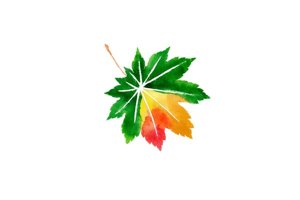 Autumn Japanese Maple Leave Watercolor Isolated White — Stockfoto