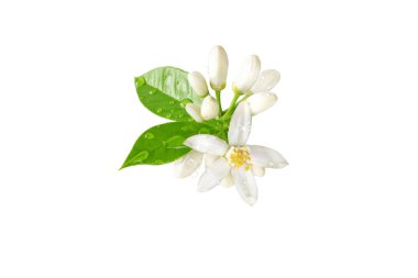 Orange tree bunch with white flowers, buds and leaves and water drops isolated on white. Neroli blossom. Citrus bloom. clipart