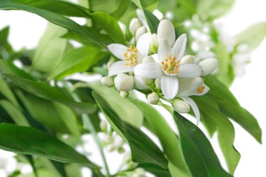 Orange tree branches with flowers, buds and leaves isolated on white. Neroli citrus white bloom. clipart