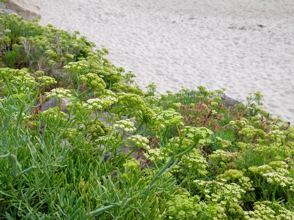 Crithmum Maritimum Rock Samphire Sea Fennel Samphire Flowering Succulent Plants — Stock Photo, Image