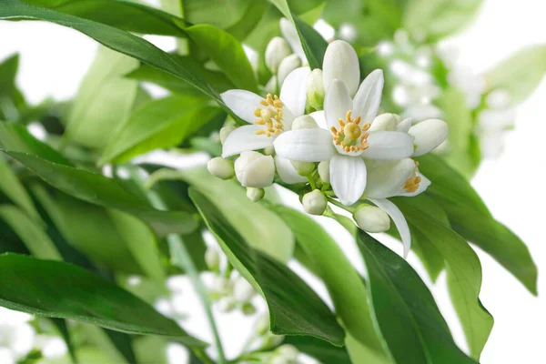 Orange tree branches with flowers, buds and leaves isolated on white. Neroli citrus white bloom.