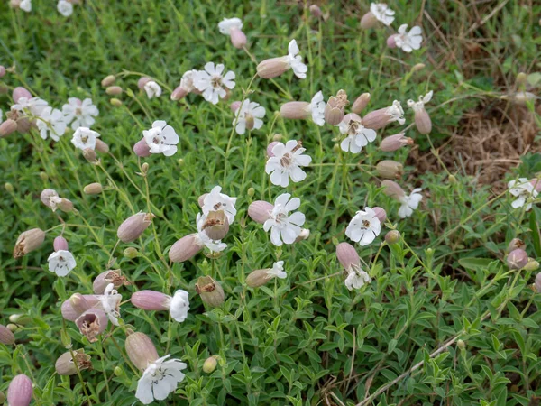 Silene Uniflora Sea Campion Flowering Plant Groundcover Leaves White Flowers — Stock Photo, Image