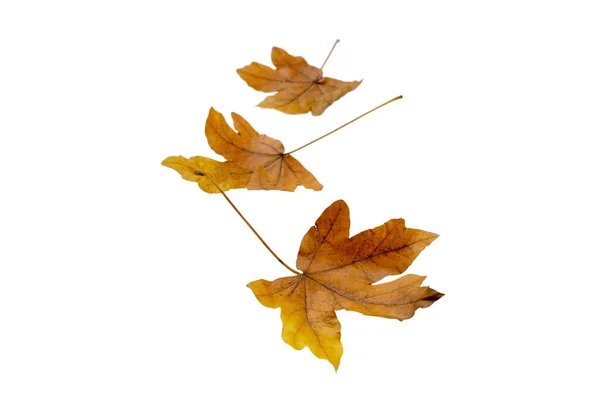 Javor Padající Listí Odříznuté Bílém Podzimní Období Suché Hnědé Listí — Stock fotografie