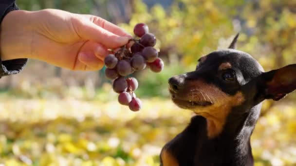 Hund Ras Miniatyr Pinscher Äter Druvor Händerna Flicka Gul Höst — Stockvideo