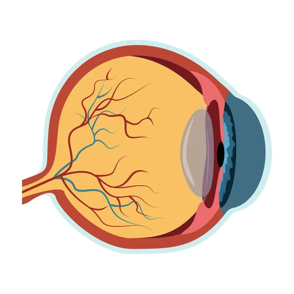 Eye Structures Icon Vector Illustration Design Isolated Concept — Vector de stock